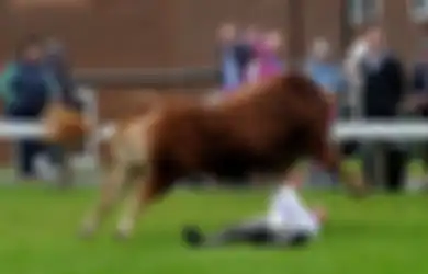 Sesaat Setelah Menjadi Pemenang dan Menerima Hadiah, Seekor Banteng Limousin 'Menyerang' Pawangnya