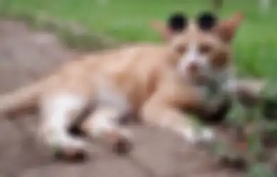 Viral ‘Kocheng Oren’, Benarkah Kucing Berbulu Oranye Punya Polah Lebih Aneh Dibanding Kucing dengan Warna Bulu Lainnya?
