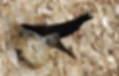 Tak Heran Harganya Selangit, Rupanya Sarang Burung Walet Punya Khasiat Menakjubkan Bagi Tubuh Ini