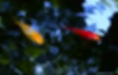 Dikenal Salah Satu Ikan Hias yang Populer Sebagai Hewan Peliharaan, Tak Disangka Ternyata Ikan Mas Bisa Datangkan Malapetaka untuk Lingkungan