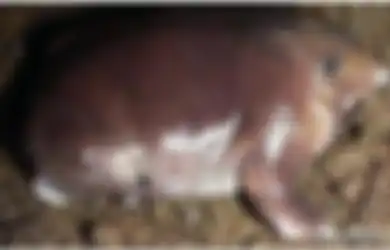 Hidup Sejak Era Dinosaurus, Katak Ungu 'Hidung Babi' Justru Baru Ditemukan pada 2003, Ternyata Ini Penyebabnya