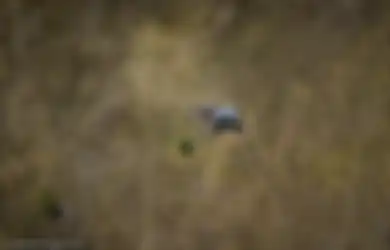 Foto Mengerikan Sekaligus Menyedihkan dari Seekor Gajah yang Dimutilasi, Bukti Sadisnya para Pemburu Gading Gajah