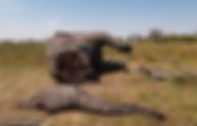 Foto-foto Tragis Ini Tunjukkan Karma Pada Pemburu Satwa Liar, Mati Dilahap Singa Hingga Diinjak Gajah