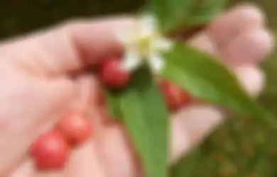 Harganya Capai Setengah Juta, Ternyata Buah Kecil Ajaib Ini Bisa Sembuhkan Asam Urat Sampai Kanker!
