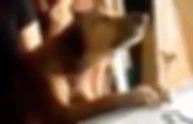 Sambil Menitihkan Air Mata Anjing Ini Setia di Atas Peti Mati Pemiliknya yang Meninggal