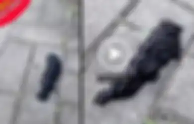 (Video) Ketika Ratusan 'Cacing Hitam' Bekerja Sama untuk Membentuk Makhluk Besar yang Membingungkan