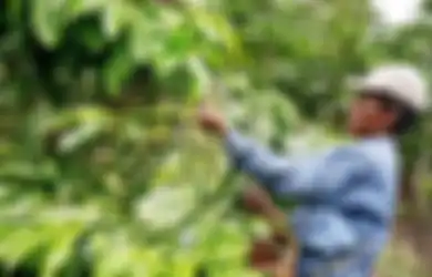 Pohon Kopi Seperti Apa Sih? Foto-foto Berikut Beri Cerita Lengkapnya