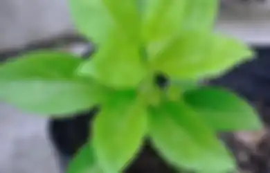 Ini Manfaat Tanaman Obat Daun Dewa, Salah Satunya Turunkan Kolesterol