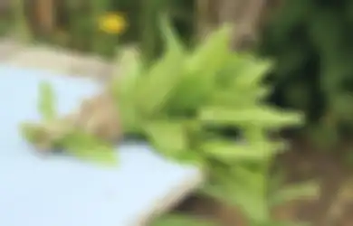 Dikira Tanaman Liar, Siapa Sangka Daun Sambung Nyawa Ternyata Ampuh Sembuhkan Berbagai Penyakit Kronis, Mulai dari Hipertensi sampai Diabetes