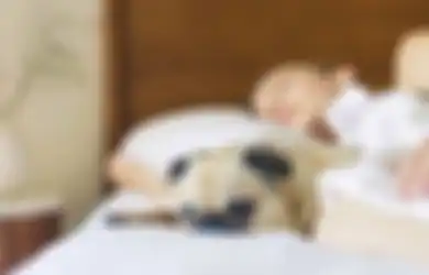 Bulu Binatang Peliharaan Menempel Pada Sofa? Ini Cara Membersihkannya!