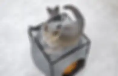 Coba Campurkan Cuka Putih dan Air di Area yang Terkena Kotoran atau Kencing Kucing, Tunggu 10 Menit, Lihat Hasilnya!
