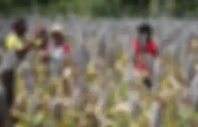 Di Flores, Sorgum yang Bergizi Tinggi Baik untuk Pertumbuhan Anak-anak dan Lawan Gizi Buruk
