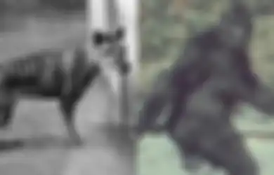 7 Mahkluk ini DIpercaya Benar-Benar Hidup Namun Keberadaannya Masih Misterius, Salah Satunya Berasal dari Indonesia