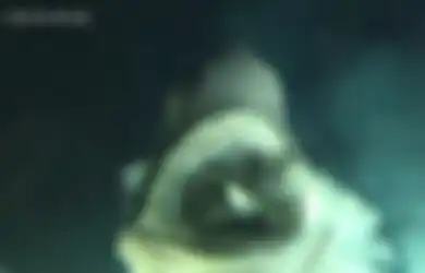 (Video) Detik-detik Menegangkan Saat Penyelam Berhadapan dengan Hiu Raksasa di Kedalaman Laut