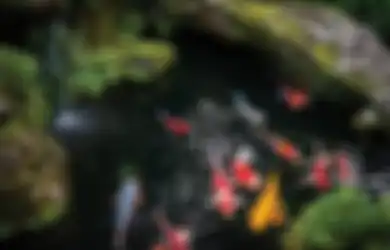 Beruntung dan Cuan Terus, 5 Barang Ini Wajib Ada di Rumah Kita!