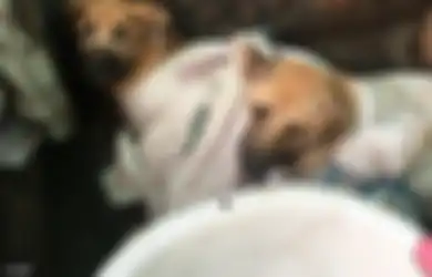 Bukan Disembelih, Pendagang Daging Anjing Mengaku Lakukan Hal Ini Sebelum Mengeksekusinya