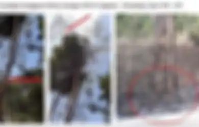 Apakah Benar Pohon Sengong Biang Kerok Padamnya Listrik Massal? Foto-Foto Ini Beri Jawabannya