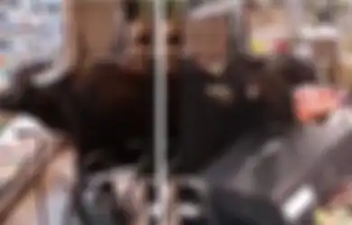 (Video) Segerombol Sapi Menerobos Masuk Supermarket dan Makan Semua Buah Serta Sayuran, Para Pengunjung Hanya Menontonnya