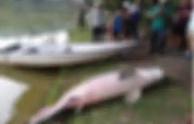 Bikin Orang-orang Heran, Bagaimana Bisa Ikan Raksasa 2,4 Meter Asal Sungai Amazon yang Hampir Punah Ini Ditemukan Mati di Danau Malaysia?