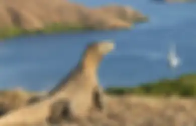 Geger Taman Nasional Komodo Mau Dibikin Ala Jurassic Park, Bintang Emon Kecewa Hingga Tuding Pemerintah Hanya Memikirkan Nasib Investor: Duitin Semuanya, Orang Lokal Dibiarin Kerja Kasar!