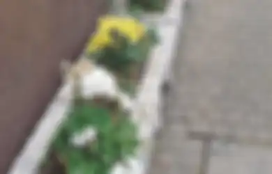 Potscaping, Sajian Taman dalam Pot , Jenis Tanaman Apa yang Cocok?