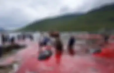 Mengerikan, Laut Tiba-tiba Berubah Merah, Darah Mengucur dari Tubuh Puluhan Paus yang Disembelih Manusia