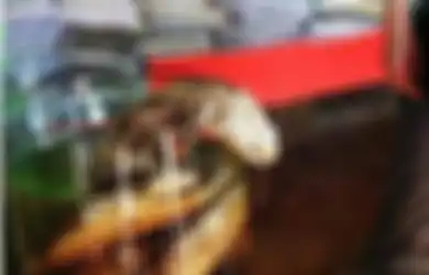 Putus Asa Berobat, Pria Ini Nekat Rendam Ular Sanca Hidup di Minuman Alkohol untuk Ramuan, Dia Terkejut 3 Bulan Kemudian Saat Meminumnya