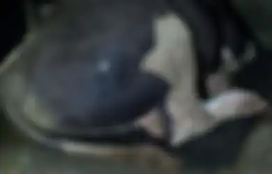 Agar Tidur Nyenyak, Sapi Kurban 1 Ton Milik Jokowi Dibelikan Karpet Seharga Rp2 Juta dan Dijaga 24 Jam