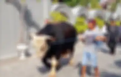 Penampakan 9 Sapi Kurban Milik Presiden Jokowi, Tidur di Karpet Hitam Seharga Rp2 Juta Hingga Seberat 1,2 ton