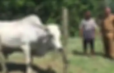 Digadang-gadang Jadi Obat Covid-19, Pria 50 Tahun Ini Nekat Tenggak Darah Sapi Kurban, Videonya Gegerkan Jagad Maya