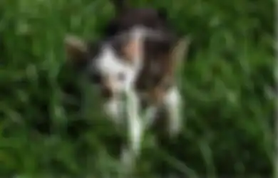 Jangan Sembarang Taruh! 3 Benda di Pekarangan Ini Bahaya Buat Kucing!