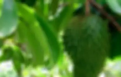 Beruntung Kalau Punya Pohon Sirsak di Rumah, Rupanya Gunakan Daun Sirsak Setiap Hari Ampuh Basmi Penyakit Mematikan Ini, Tapi Ingat Efek Sampingnya Juga!