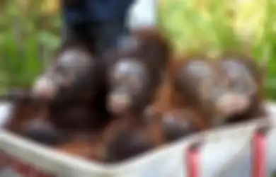 Tak Hanya Manusia, Ternyata Orangutan Pun Merasakan Manfaat Bajakah, Tanaman Penyembuh Kanker dari Kalimantan Tengah