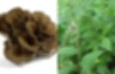 Tak Hanya Bajakah dan Tanaman Herbal Lainnya, Jamur Maitake dan Daun Tangguh pun Bisa Menggempur Kanker
