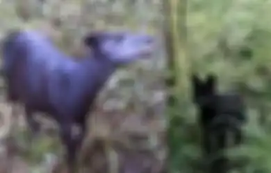 Inilah Makhluk-makhluk Misterius Penghuni Gunung Tertinggi di Dunia Kilimanjaro, Ada yang Menyendiri dan Suka Mengintai