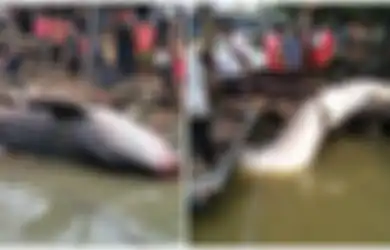 Biasanya Hidup di Laut, Hiu Paus Ini Ditemukan Mati Mengambang di Sungai Malaysia, Penemunya Juga Sampai Terkejut