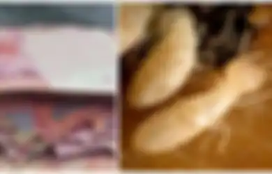 Disimpan Setahun di Lemari, Nenek Ini Kaget Lihat Uang Miliknya Sebesar Rp20 Juta Dimakan Rayap