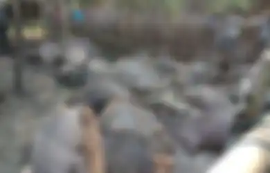 Seorang Warga dan 19 Kerbau Disambar Petir Bersama, Semua Kerbau Lalu Dikubur dalam Satu Lubang, Ini Foto-fotonya