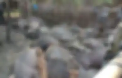 Sanggup Bunuh 1 Orang dan 19 Kerbau Sekaligus, Rupanya Sebegini Bahaya Petir Jika 'Menyambar' Makhluk Hidup