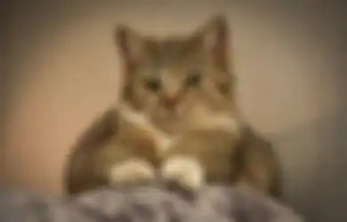 Bukan Hanya Karena Stres, Ini Alasan Kucing Menggaruk hingga Merusak Sofa