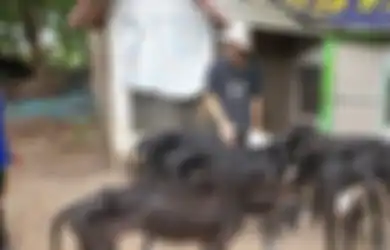 Gambar Mengerikan Anjing Seperti Kerangka Hidup Setelah Pemiliknya Alami Hal Ini