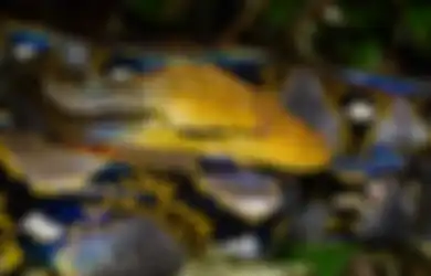 Jadi Ular Terpanjang di Dunia, Ular Sanca Kembang Ternyata Banyak Ditemukan di Hutan Hujan Indonesia, Begini Ciri-cirinya!