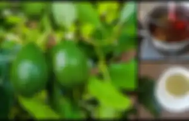 Jadikan Teh dan Konsumsi Daun Alpukat Setiap Hari, Salah Satu Manfaatnya Dapat Mencegah Kanker!
