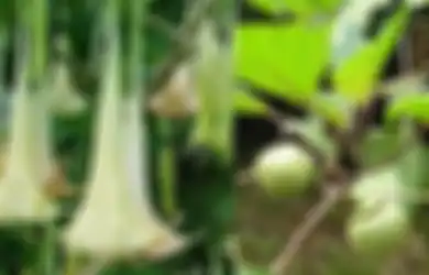 Heboh Buah Kecubung Bisa Bikin Mabuk. Banyak Disalahgunakan Remaja!