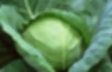 8 Manfaat Meminum Air Rendaman Kubis yang Didiamkan Semalaman,  Kurangi Risiiko  Kanker Hingga Menjaga Kesehatan Tulang