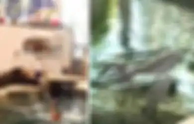 Miris, Seekor Lumba-lumba Mati di Tengah Pertunjukan Saat Melakukan Atraksi di Hadapan Penonton