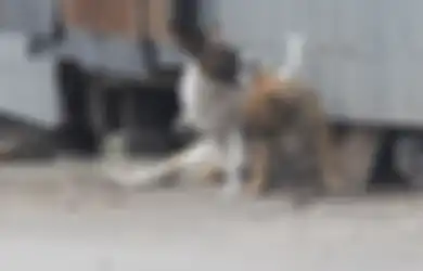 Geger Sungai Bengawan Solo Tercemar Limbah Jeroan Daging Anjing yang Dibunuh Secara Keji, Gibran Kecewa Berat Saat Tahu Sosok Pelakunya
