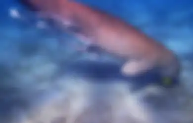 VIRAL! Warga Merekam Penampakan yang Diduga Putri Duyung di Pantai Ambon, Apakah Ikan Duyung Benar Adanya atau hanya Mitos? Berikut Penjelasan Lengkapnya
