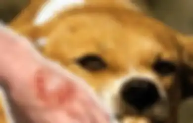 Kasus PRT Digigit Anjing Majikan Hingga Tewas, Ini 4 Kasus Manusia Tewas Digigit Anjing Lainnya, Ada yang Tersisa Tengkorak Kepala Saja