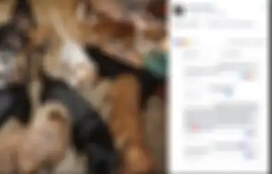 Baik Hati, Wanita Ini Bawa 97 Anjing ke Rumahnya Selama Badai Terjadi